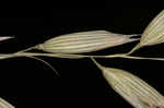 Common oat <BR>Oat